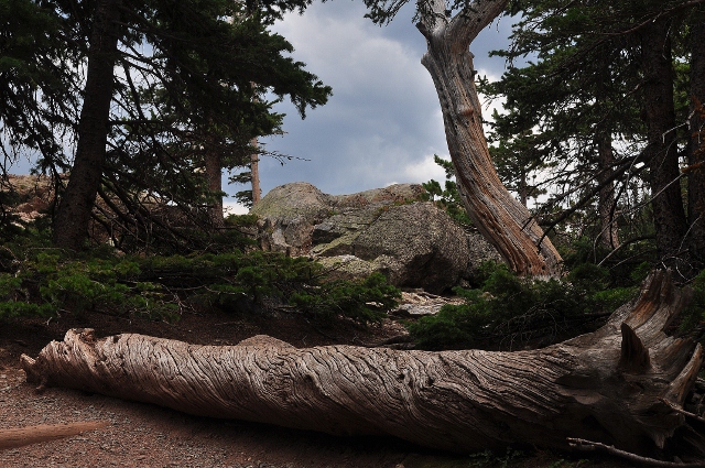 The Bear Lake Trail